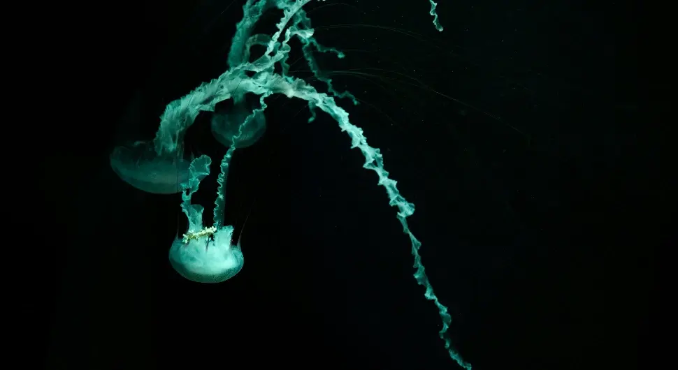 Дјечака Владимира (2) убила медуза