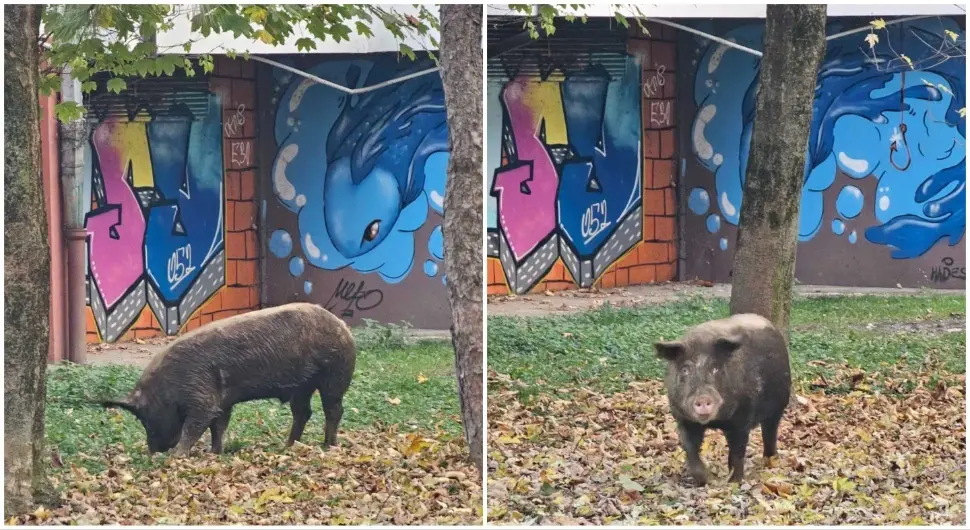 Побјегло прасе у Бањалуци, шетачи шокирани