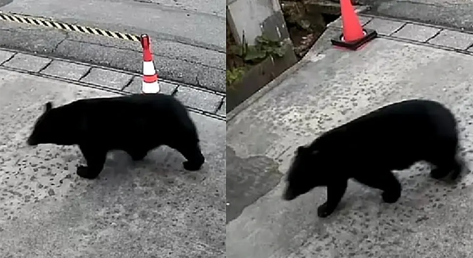 Медвјед код музеја у Јапану