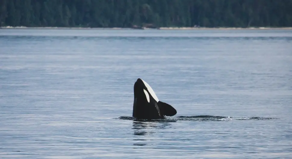 Напуштене орке, мама и син, изводе трикове у празном базену