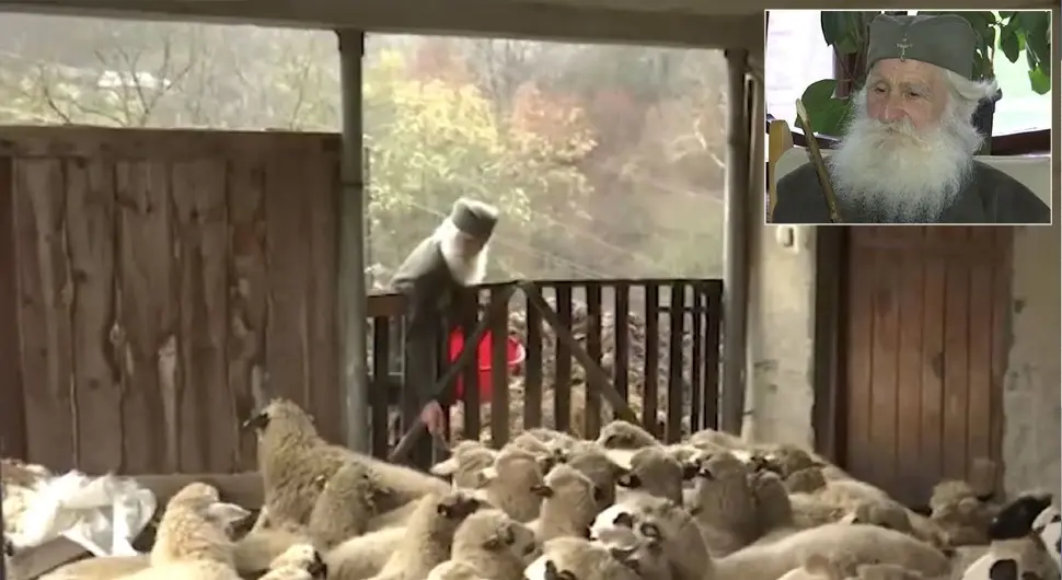 Је ли Радивоје најобразованији пастир: Магистар чува стадо оваца