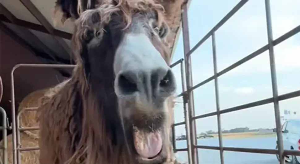 Магарица Тинсел освојила ТикТок својим изгледом