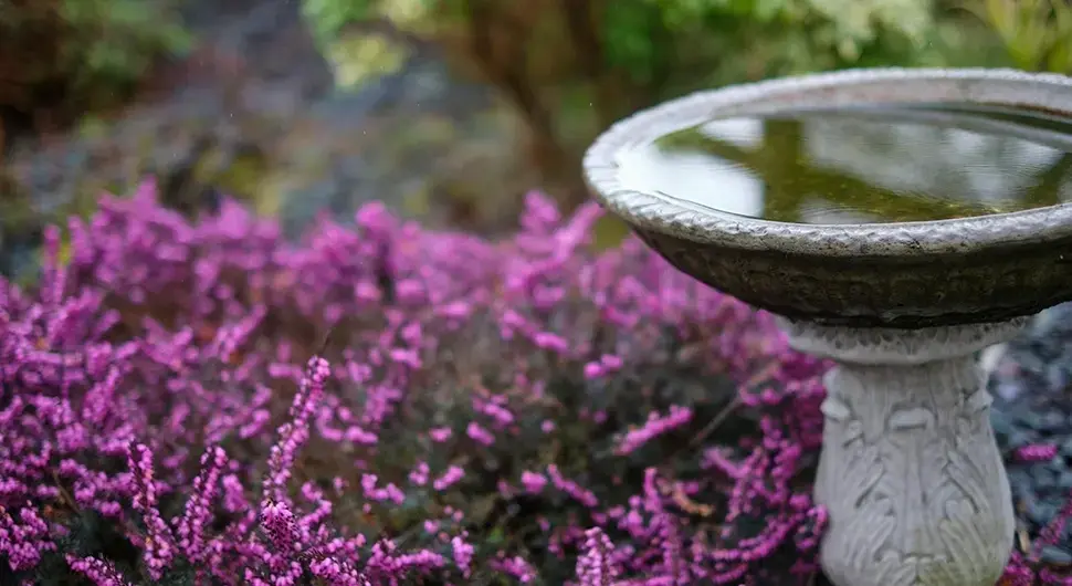 Цвијеће ерика