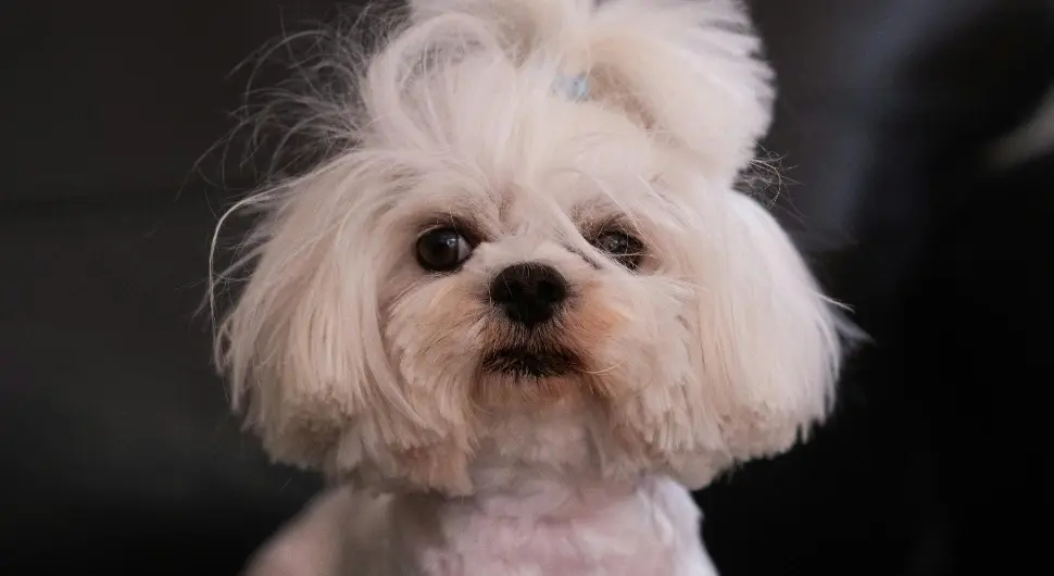 У Бањалуци се изгубио малтезер, власник нуди 1.000 евра ономе ко га нађе