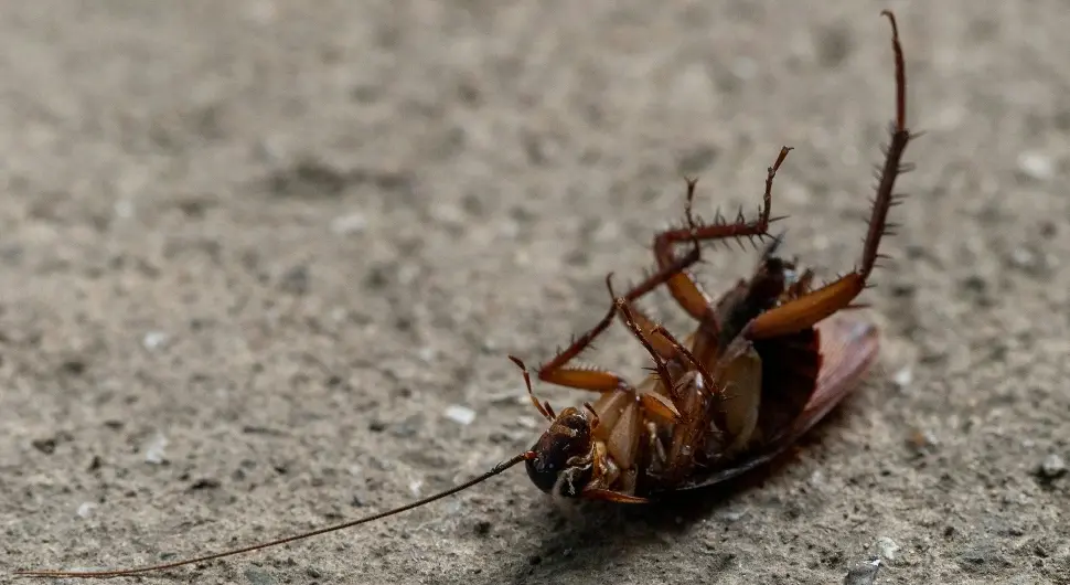Нису само гадне – бубашвабе у домовима потајно трују ваздух ендотоксинима
