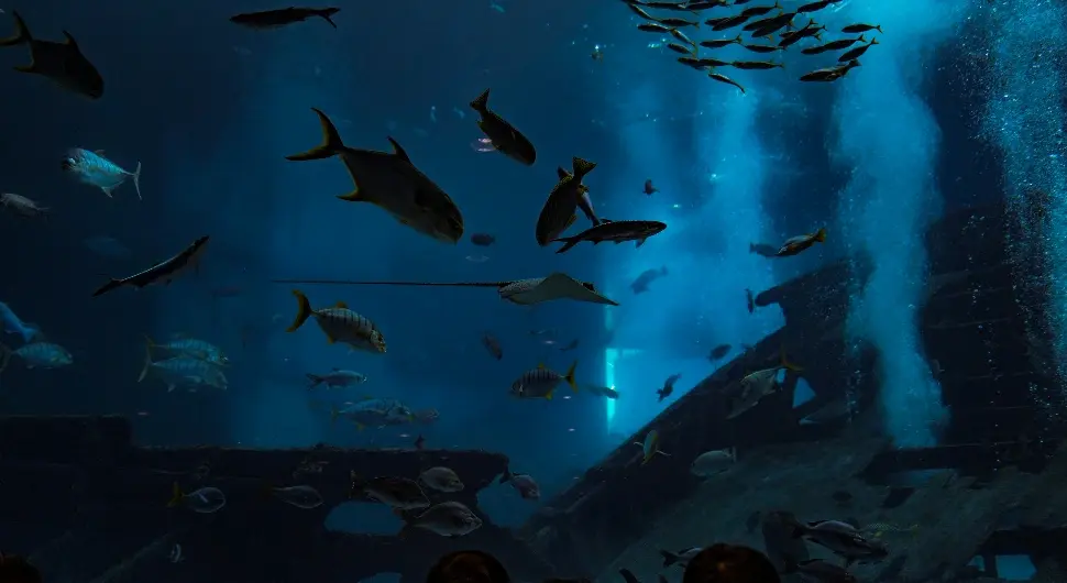 Рибе познате као "живи фосили" биле скривене у музејима 150 година