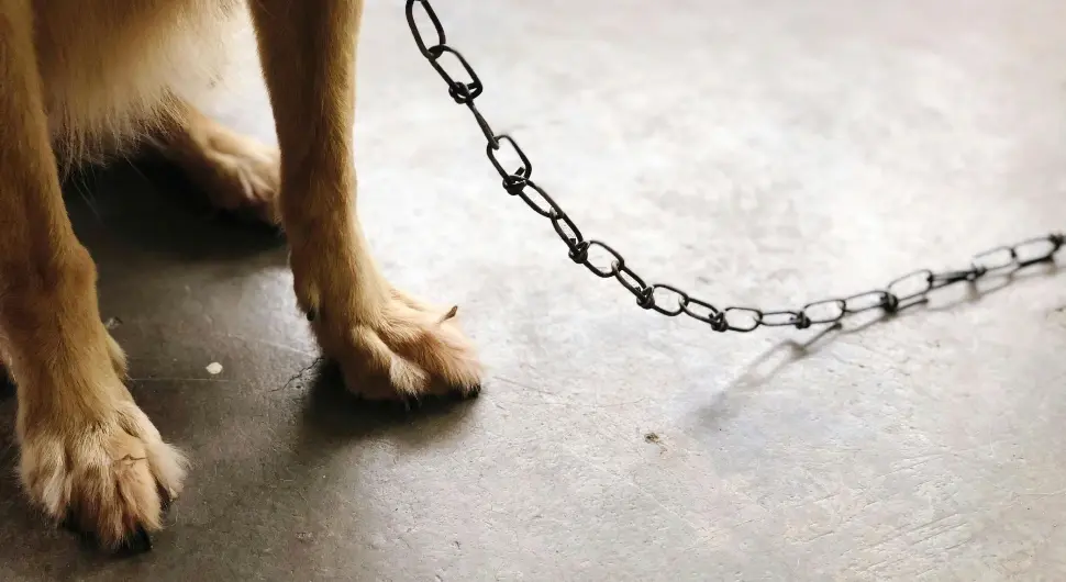 Нове казне: За држање пса на ланцу и до 1.600 евра