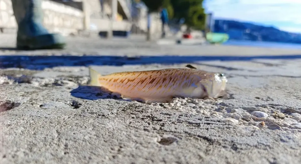 Једна од најотровнијих риба Јадрана уловљена у БиХ