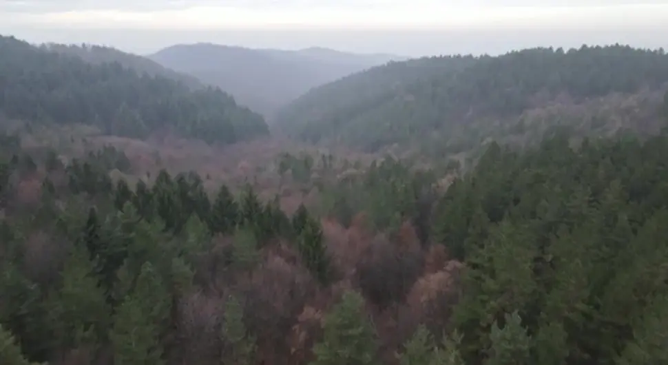 Ко бере гљиве у Шумама Српске?