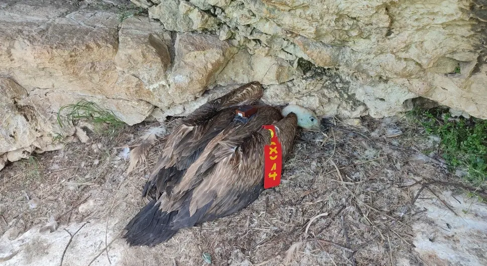 Орао Рајка  од поласка са родног Увца прелетјела пола свијета