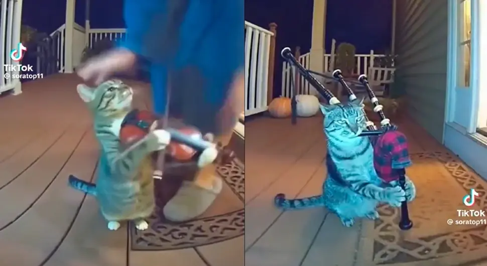 Генерисани видео насмијао многе: Мачка свира инструменте и нервира власницу