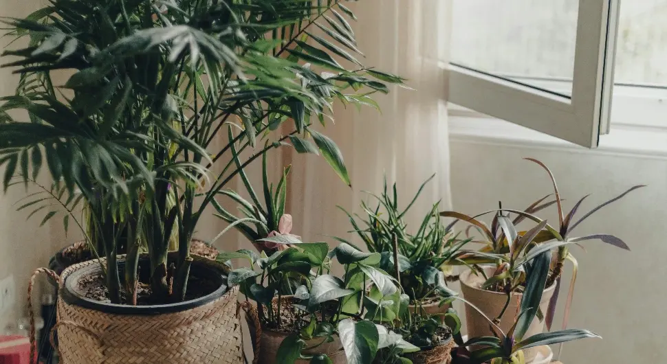 Не држите ништа у овом углу куће: Само један цвијет ту привлачи новац као магнет