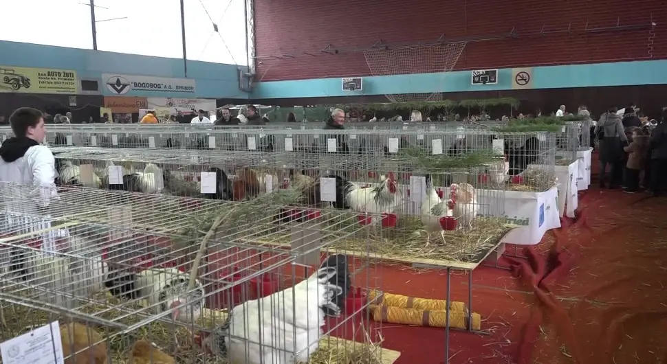 Изложба ситних животиња у Приједору