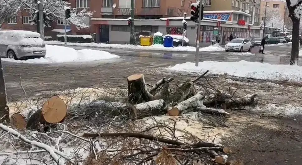 Пало дрво у Сарајеву