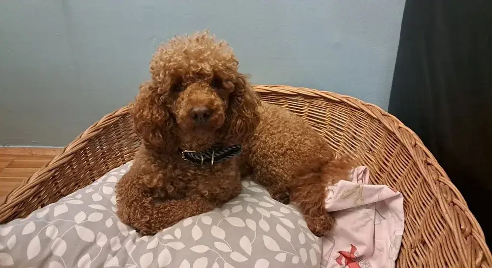 Нестали цуко Флопи