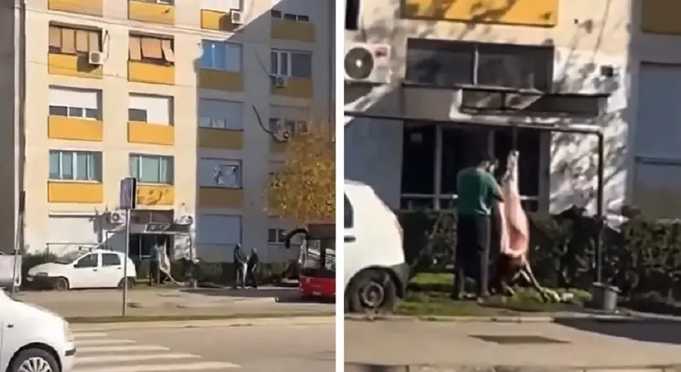 То могу само Срби: Транжирали животињу испред зграде, пљуште коментари