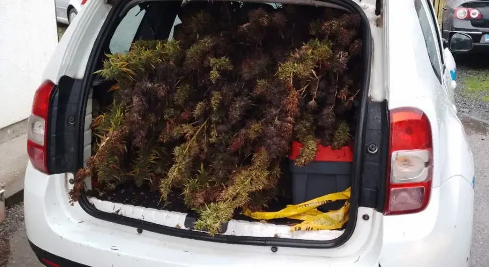 Одузете стабљике