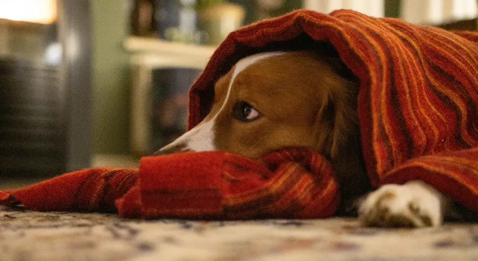 Шта је сњежни нос и има ли лијека овој појави?