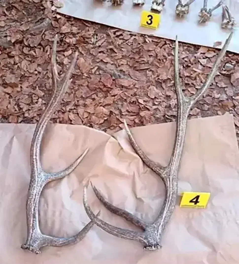 Одузети рогови