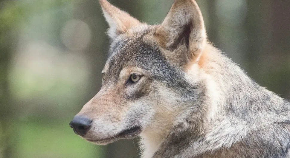 Нема мирног сна за сточаре: Стока на мети вукова