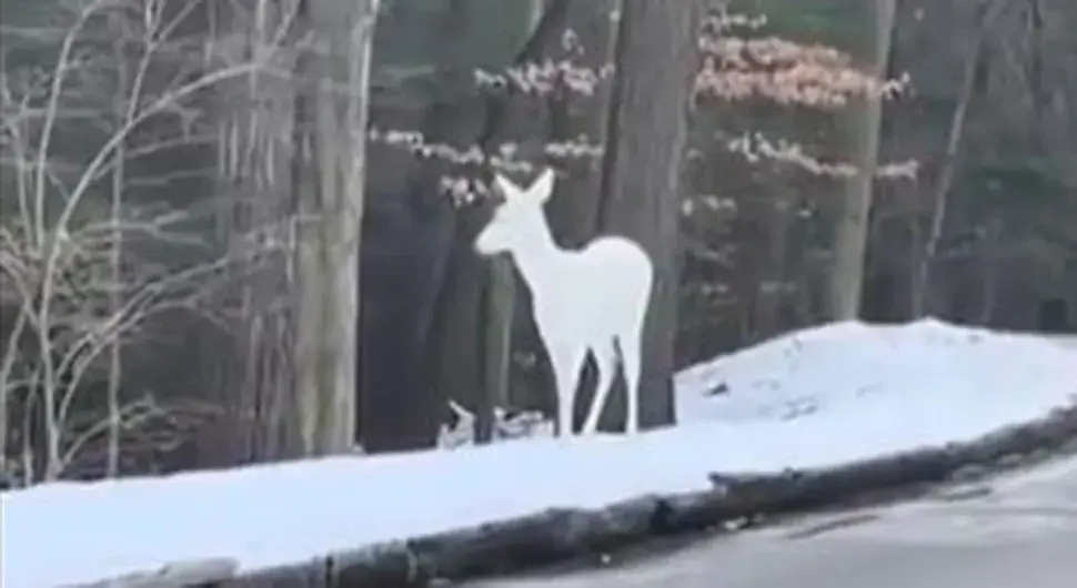 Да ли сте икада видјели албино јелена? Изгледа нестварно!