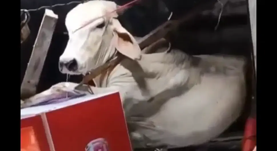 Крава пропала кроз кров ресторана