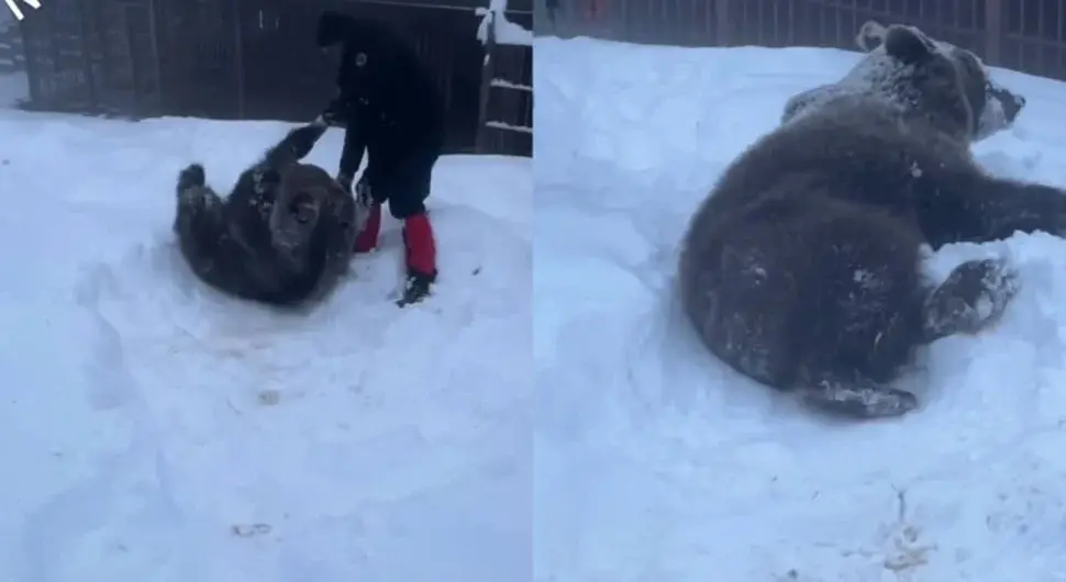 Медвједица Љубица