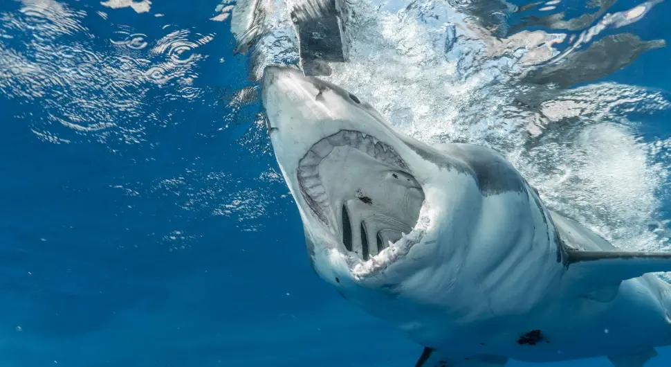 Велике бијеле ајкуле су страх и трепет океана, али предатори постају плијен