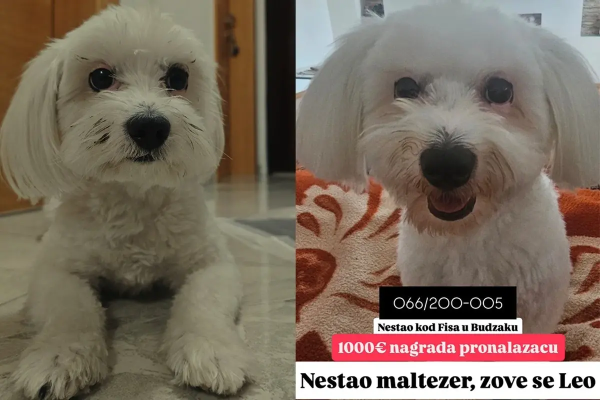 Нестао малтезер