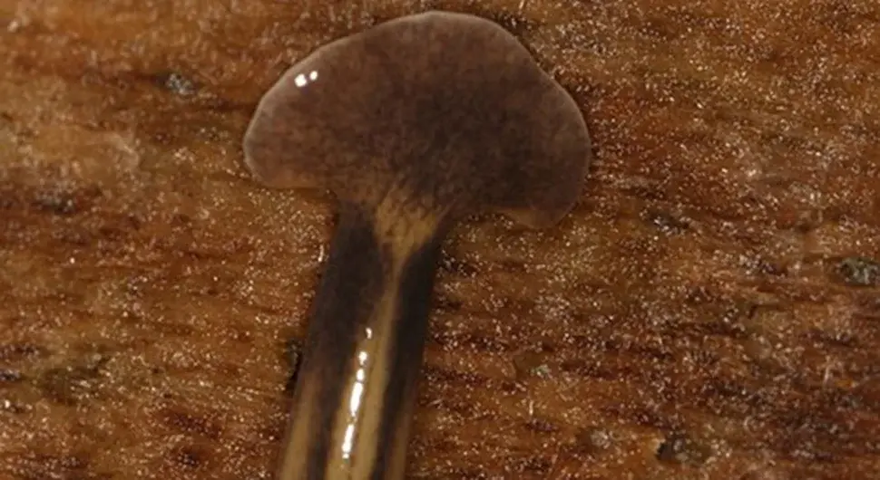 Чекићасти пљоснати црв