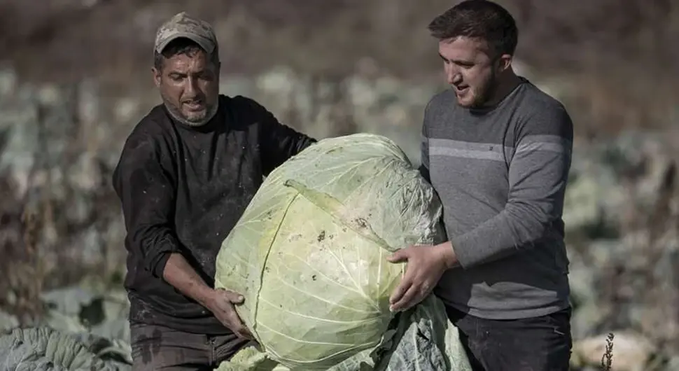 Узгојили главицу купуса од 57 килограма