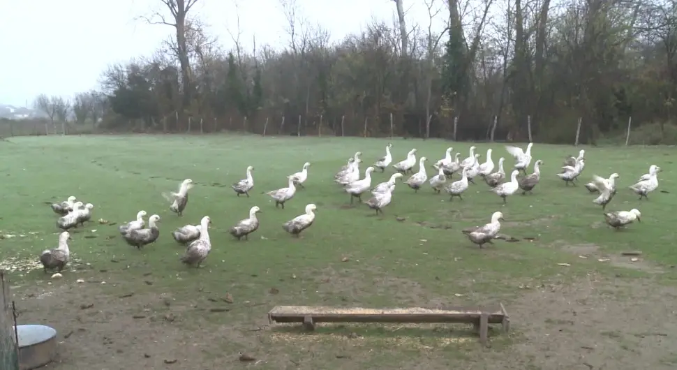 Перо остао вјеран традицији: Гуске и патке нису заборављене у Семберији