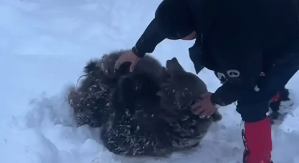 Снијег на Озрену развеселио медвједицу Љубицу