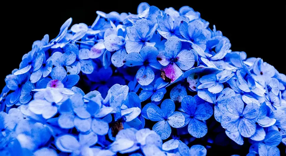 Хортензија цвијеће