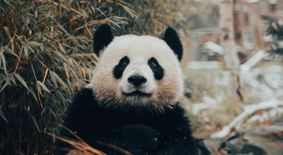 Изузетно откриће кинеских научника: Џиновске панде користе алат!