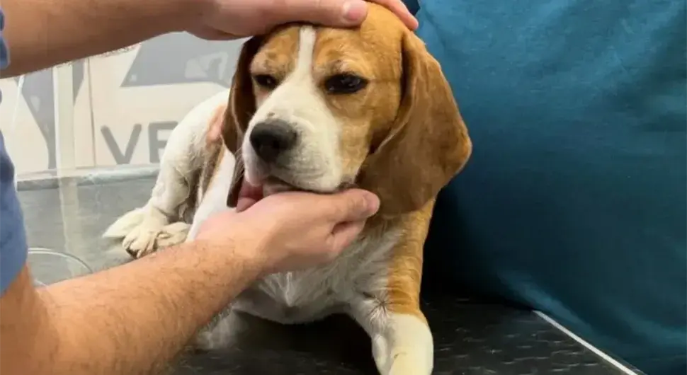 Несавјесни власници: Пса са тумором на мозгу бацили у туђе двориште