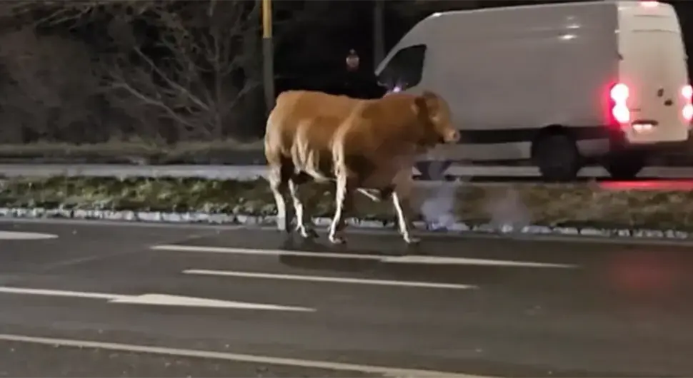 Бикови испали из камиона и трче по улици