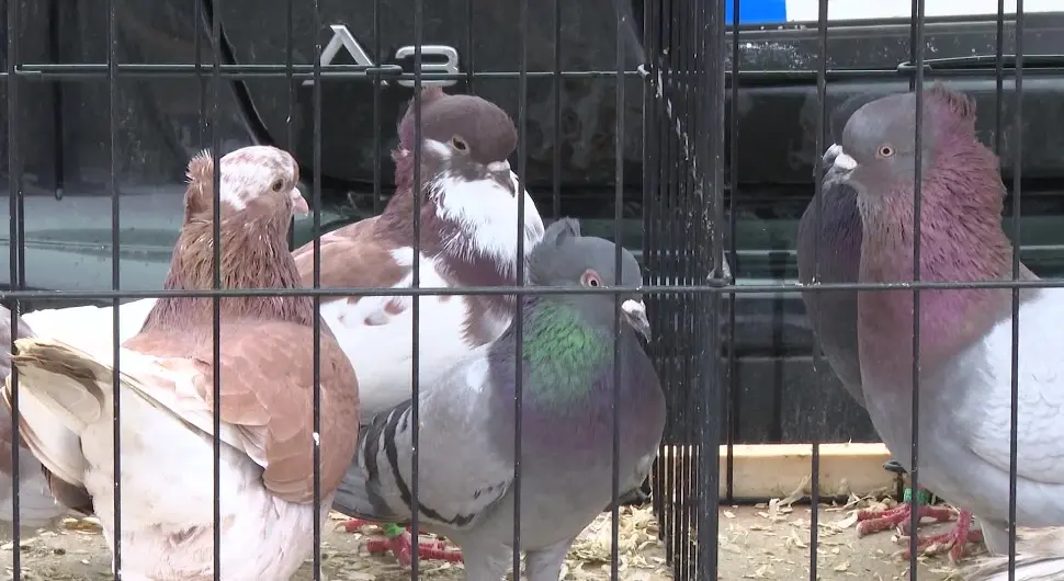 Једни их тјерају, других им посветили живот: Цијене ће вас шокирати