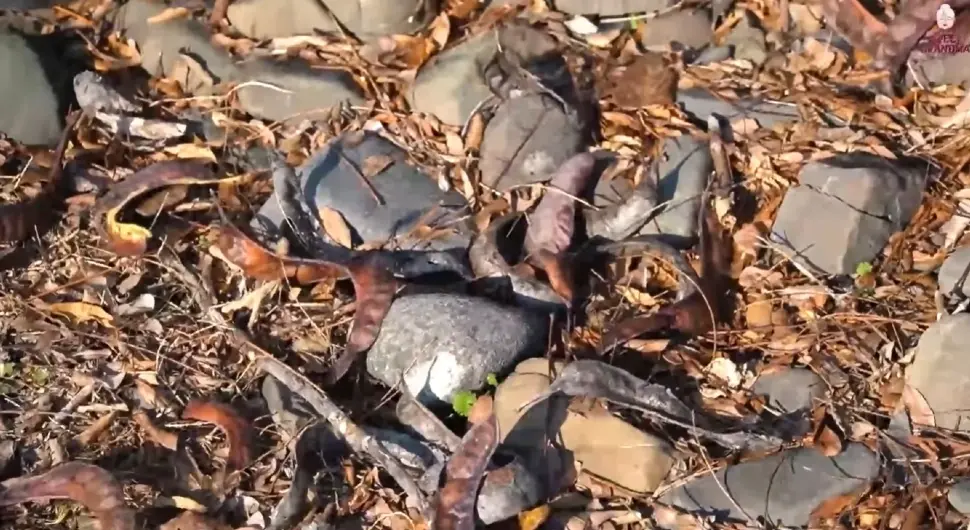 Научници тврде: Какао ће замијенити биљка која расте и у Херцеговини