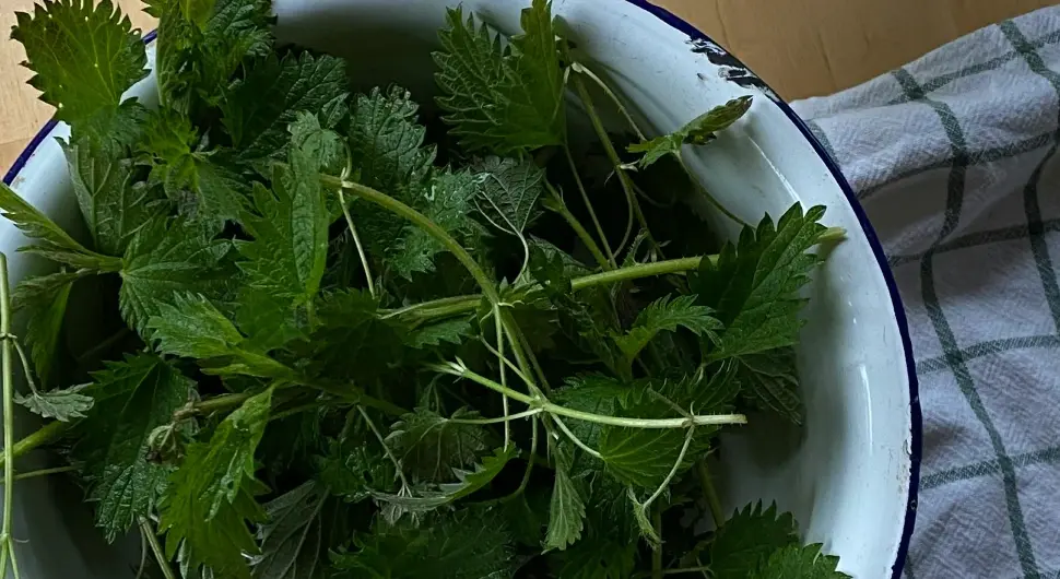 Ово је најздравија биљка на свијету,  а сада више нико неће да је користи