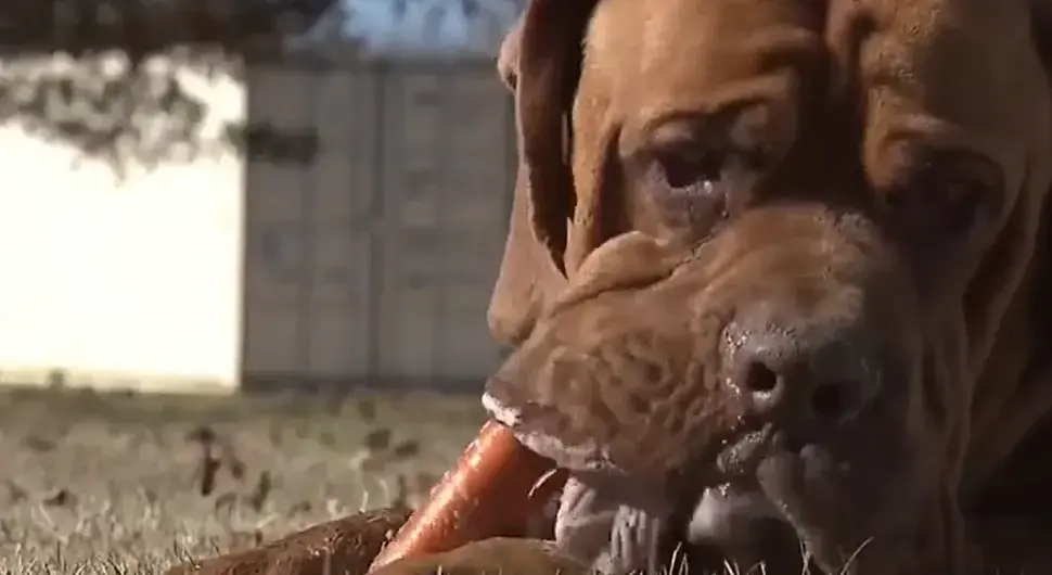 Пас Ози оборио Гинисов рекорд за најдужи језик