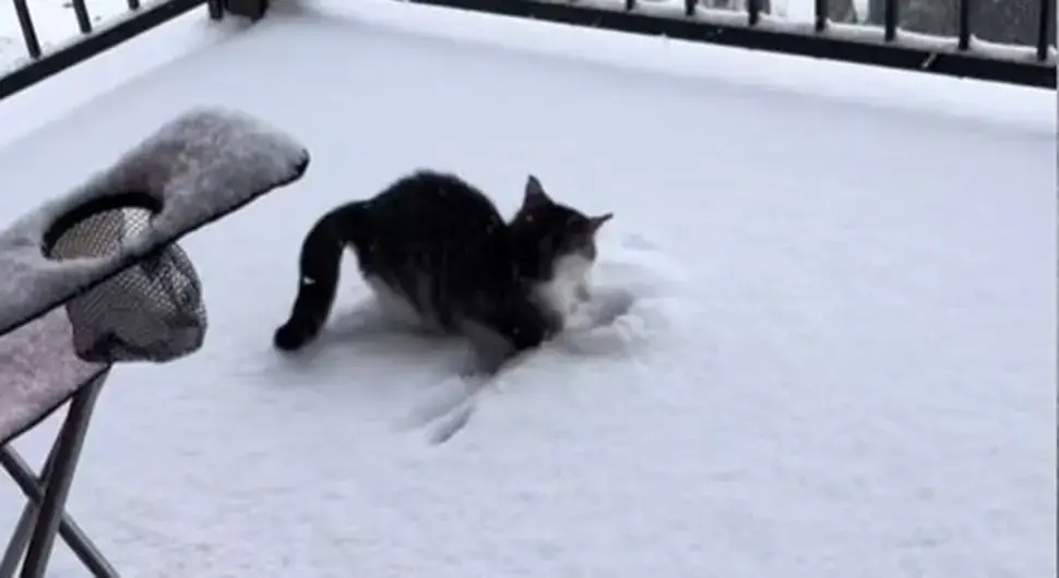 Маче први пут угледало снијег, његова реакција је хит