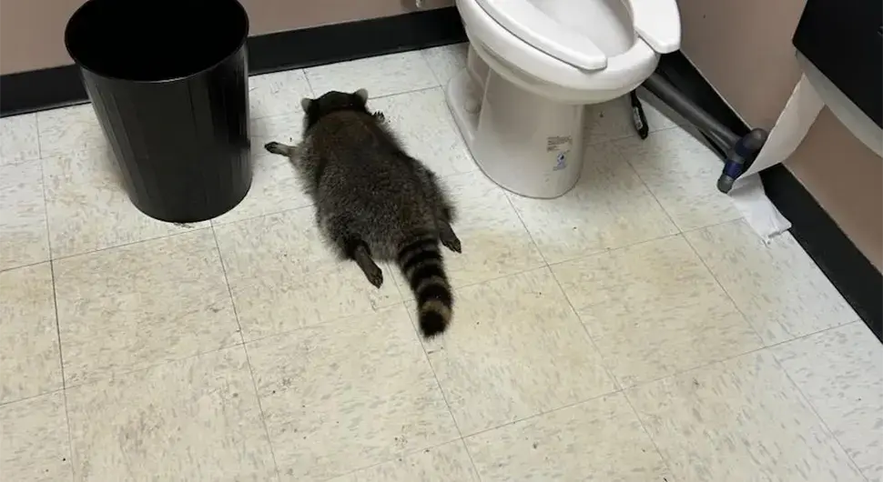 Ракун провалио у продавницу и напио се: Радници га пронашли онесвјешћеног у тоалету