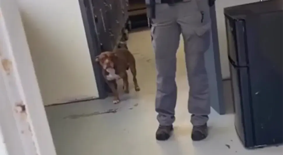 Пас и власница били раздвојени годину дана, а онда ју је једног дана коначно угледао