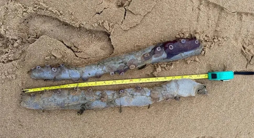 Ријетко морско биће испливало у Шкотској