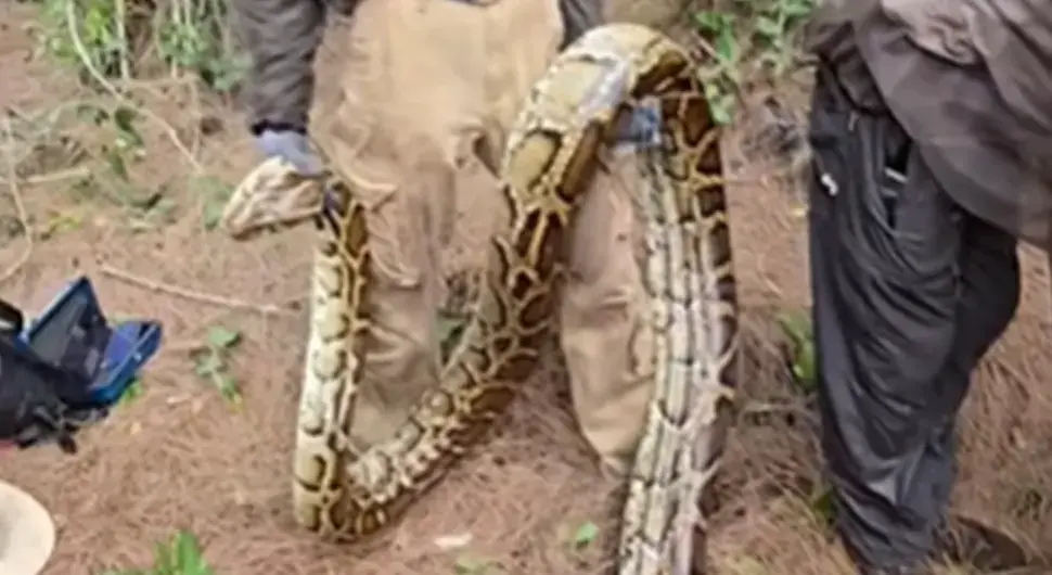 Ловци подигли џиновску змију са земље и остали у шоку: Ово се ријетко виђа