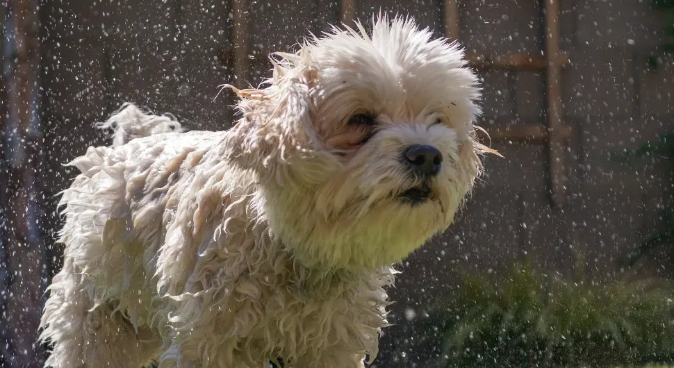 Водите рачуна: Ово је грешка послије купања пса коју сви праве