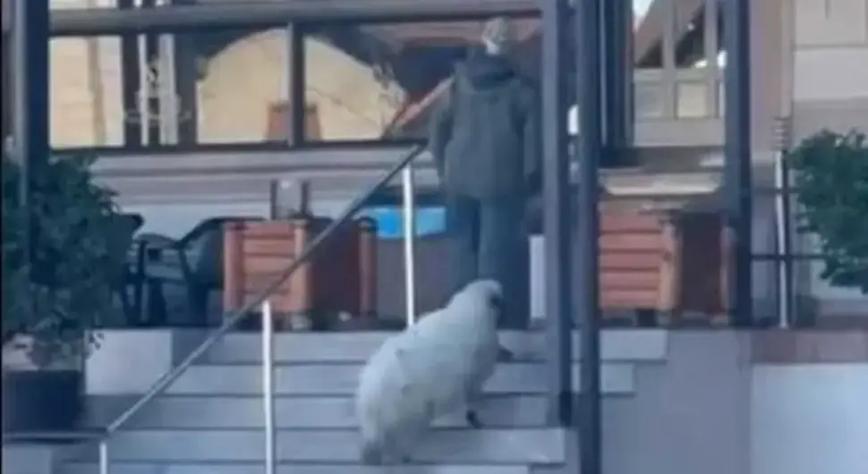 Несвакидашња сцена у Бањалуци: Овца ушла у кафићу на Лаушу