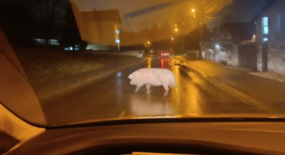 Свиња прошетала улицом у Бањалуци