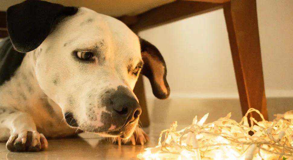 Прочитајте како да заштитите љубимце током празничне сезоне ватромета